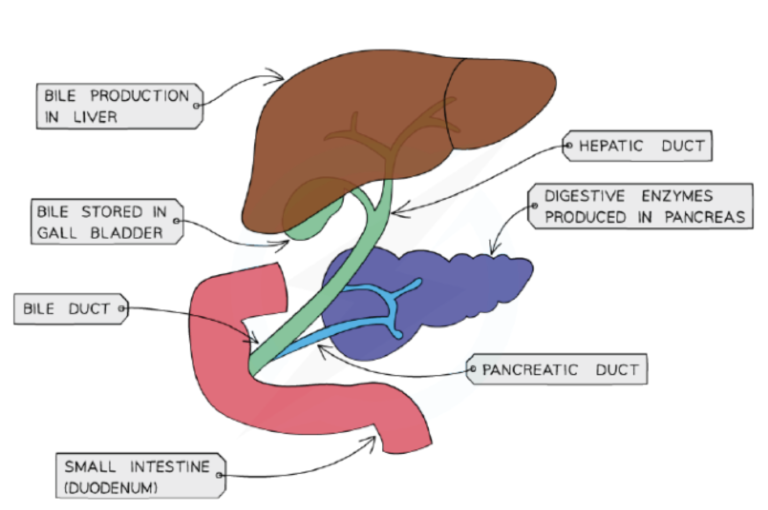 Acids and Bile